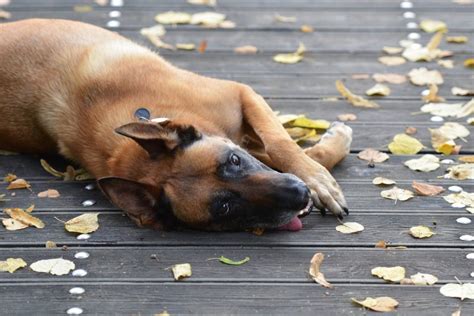 Au Havre Il Récupère La Garde De Son Chien Après Lavoir Battu à Coups