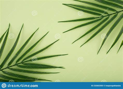 Flat Lay With Palm Leaf In Diagonal On Bright Pastel Green Background