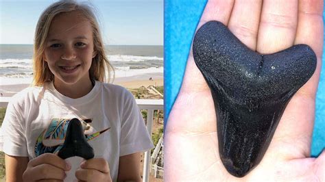 Girl Finds Prized Prehistoric Shark Tooth On North Carolinas Topsail