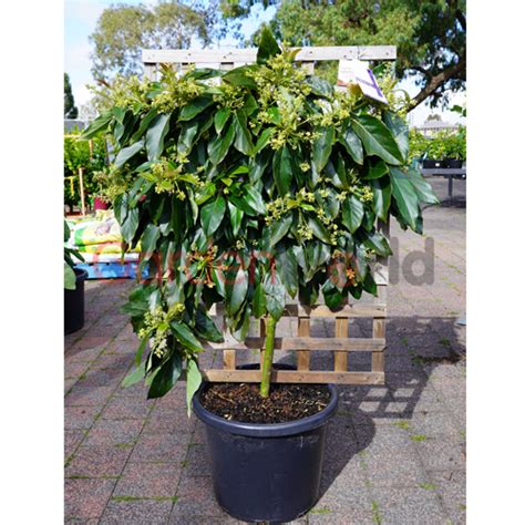 Avocado Hass Espalier 40cm Garden World Nursery
