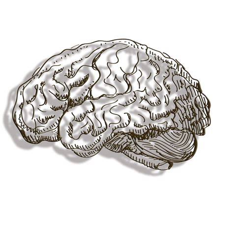 Human Brain Cerebrum Line Brain Png Download 11811181 Free