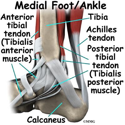The main tendons of the foot include: A Patient's Guide to Ankle Anatomy | Houston Methodist