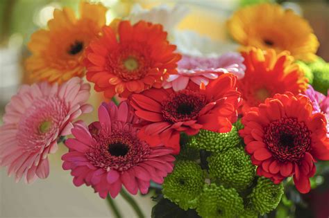 Gerbera Daisy Plant Care And Growing Guide