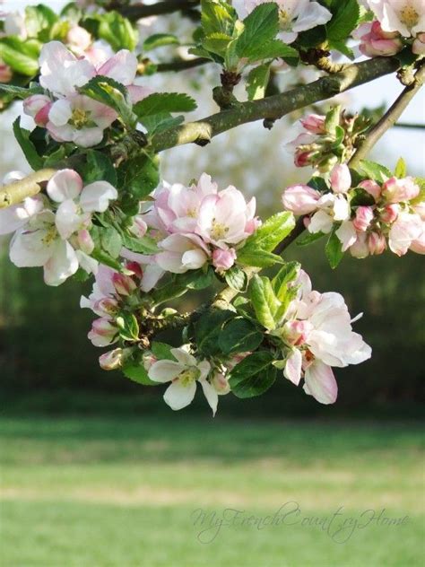 Delightful Spring Blossom Blossom My French Country Home