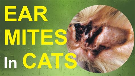 Ear Mites In Cats Youtube