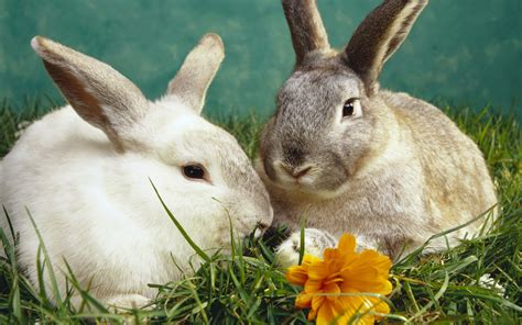 Rabbits Some Funny Wallpapers High Resolution All Hd
