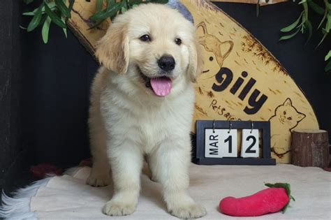 Chó Golden Retriever Đặc Điểm Và Cách Chăm Sóc Golden