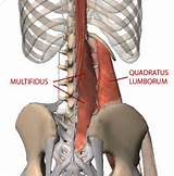 Photos of Core Muscles Of The Lower Back