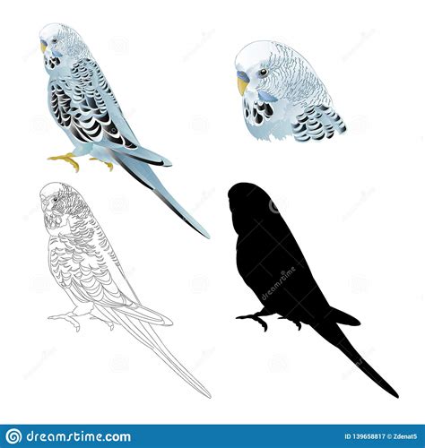 Silhouette Of A Budgie Cartoon Vector 241482973