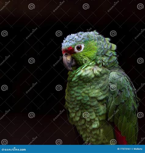 Crimson Fronted Parakeet Psittacara Finschi Stock Image Image Of