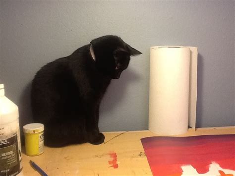 My Cat Is Literally Watching Paint Dry Imgur