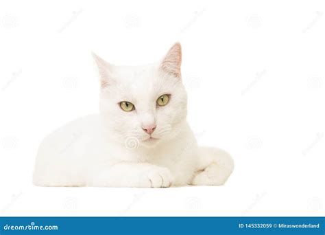 Pretty White Cat Lying Down Seen From The Front Looking At The Camera