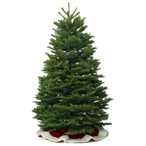 11 12 Ft Fresh Cut Noble Fir Christmas Tree Unlit At