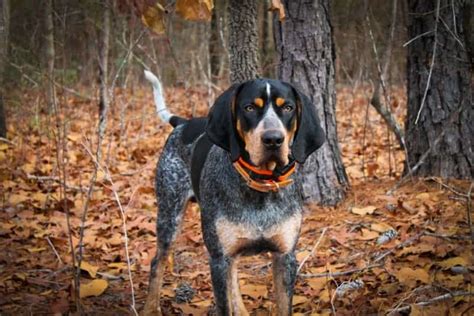Check spelling or type a new query. The 20 Best Dog Foods For Coonhounds  2021 Reviews 