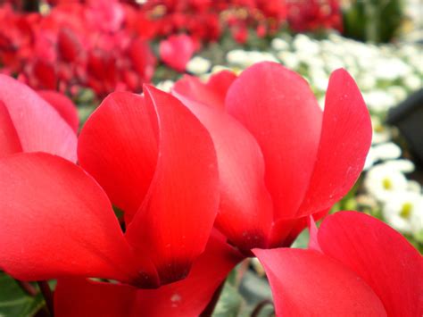 Red Flowers Free Photo Download Freeimages