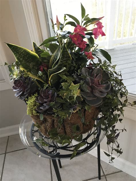 If you're giving a mother's day plant as a gift, it's best to find one that both represents the relationship you have with your mother and fits her. Mothers Day Plant in 2020 | Mothers day plants, Plant ...