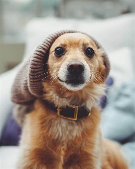 Golden Chi: Golden Retriever & Chihuahua | The Dogman