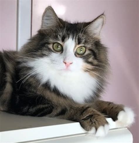 The norwegian forest cat is a fluffy, long haired breed. Kashi Saga - Extra Special Cats - Norwegian Forest Cat ...