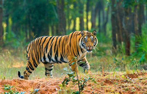 Just after breakfast you will explore the lawachora reserve forest. Bangladesh - The Ultimate Beauty of Nature : Most ...