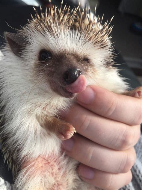 76 Adorable Hedgehog Pics To Celebrate Hedgehog Day Artofit
