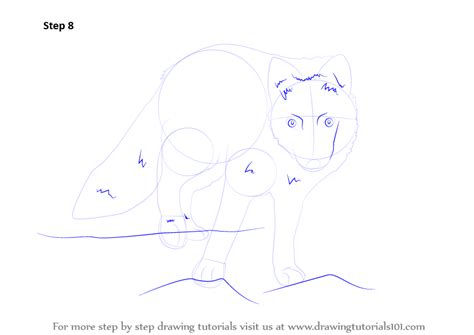 Learn How To Draw A Arctic Fox Antarctic Animals Step By Step