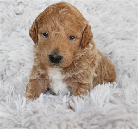 Best Mini Goldendoodle Puppies For Sale In Dallas Texas