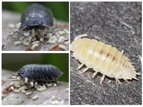 Description Of Wood Lice Insect Or Crustacean