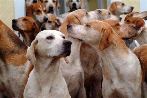 Hounds List Of All Hound Dog Breeds K9 Research Lab