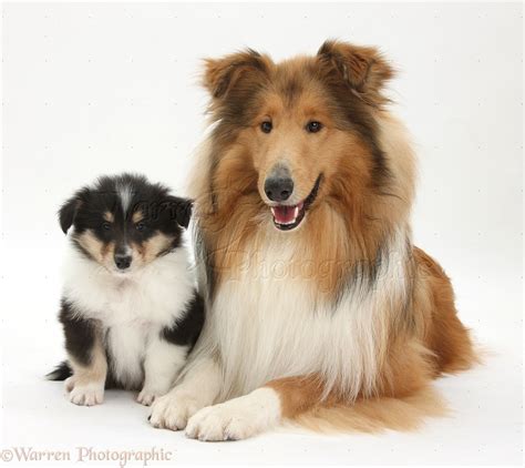 Rough Collie Dog And Puppy Photo Wp38260