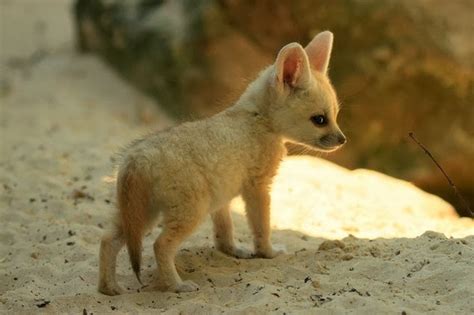 Fennec Fox Amazing Facts And Latest Pictures Animals Lover