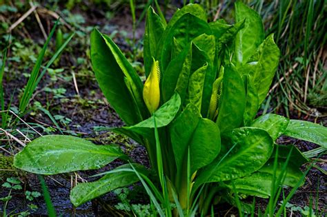 Skunk Cabbage Stock Photos Pictures And Royalty Free Images Istock