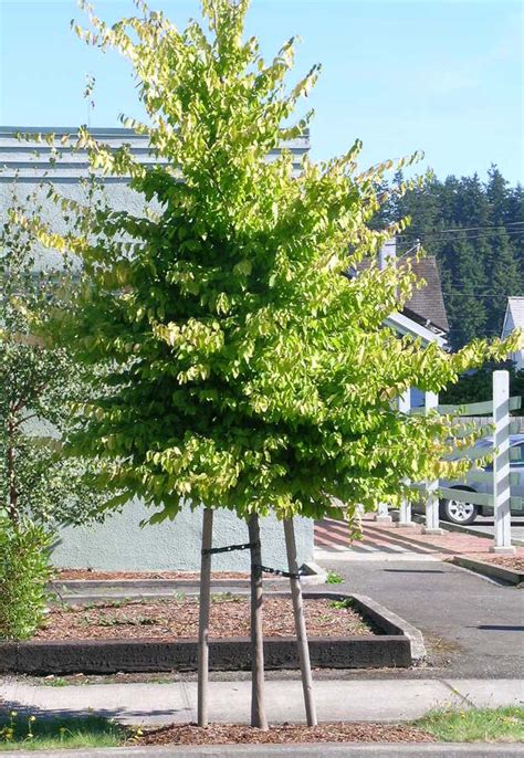 Tree Profile For The American Hornbeam Urban Forest Nursery Inc