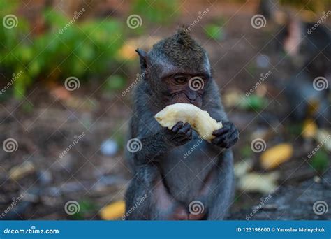An Young Little Macaque Monkey Eats Banana Cute Monkeys Stock Photo