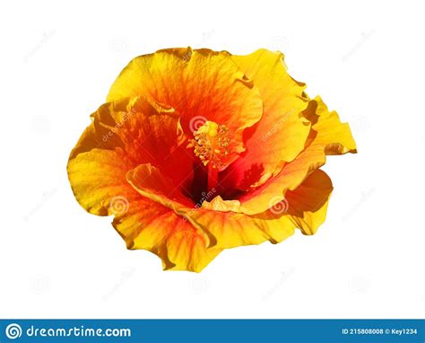 Yellow Hibiscus Flower Isolated Stock Photo Image Of Blossom Agave