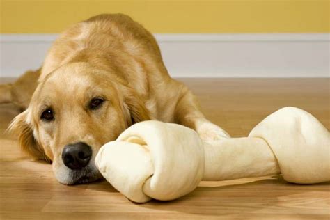 Why Is Rawhide Bones Bad For Dogs