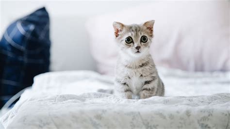 Get To Know The Cutest Cat Breeds On The Planet Suddenly Cat Cute