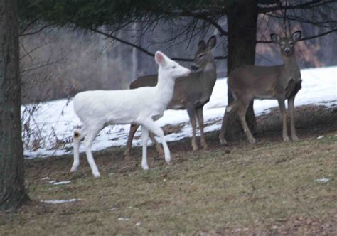 Rare Albino Deer Seen Roaming Countys Woods News Sports Jobs