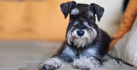 Miniature Schnauzer Shedding Decor Ideas