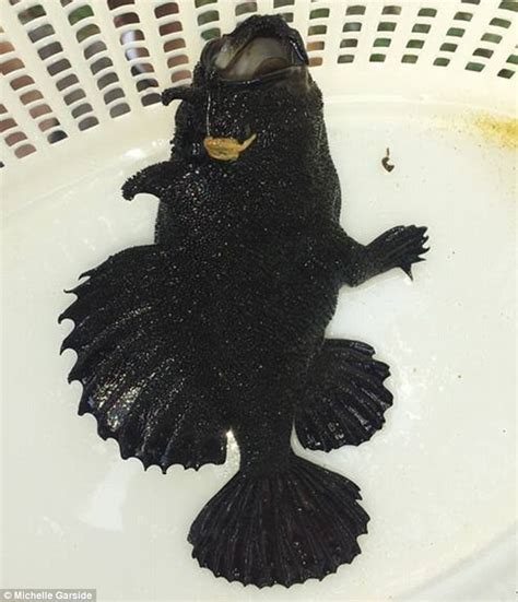 Black Fish With Legs Found Swimming In Queensland Daily
