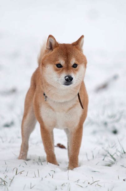 Shiba Inu Snow Stock Photos Pictures And Royalty Free Images Istock