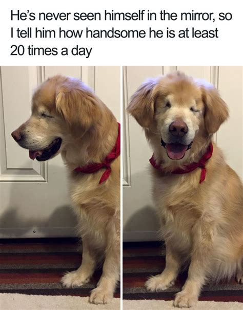 10 Of The Happiest Dog Memes Ever That Will Make You Smile From Ear To