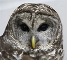 File:Barred Owl.jpg - Wikipedia