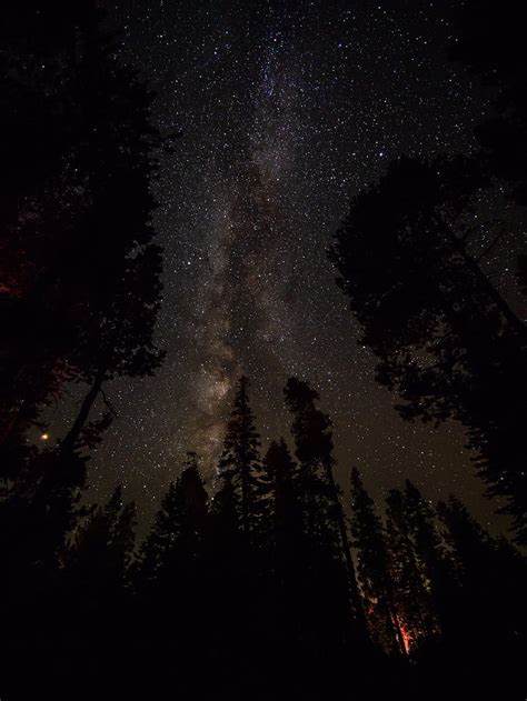 Trees Under The Stars Woods Lake Campground Clear Night Sky Tree