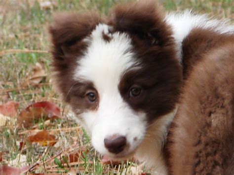 11,894 likes · 21 talking about this. Cute Puppy Dogs: Red border collie puppies