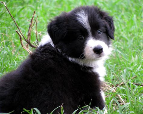 27 Fluffy Border Collie Picture Bleumoonproductions