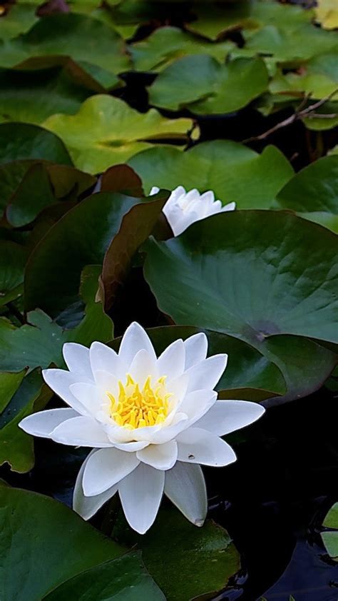 Download in under 30 seconds. Lotus Flower Background Wallpaper (65+ images)