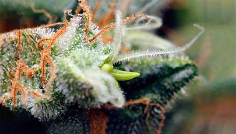 What Is Hermaphrodite Cannabis Growdiaries