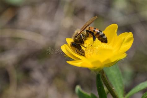 Honey Bee On Yellow Wildflower B Stock Photo Image Of Spring Nature