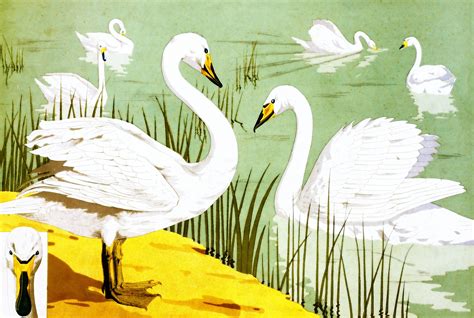 Los Cisnes Salvajes Cuentosinfantiles NiÑos Andersen Infantil Hermanos