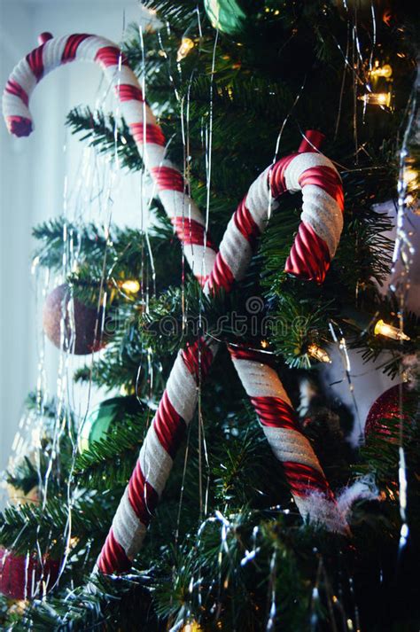 Candy Canes On Christmas Tree Stock Image Image Of Birthday Holidays